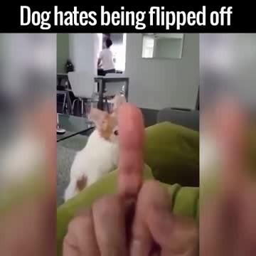Собака злиться когда ей показывают фак